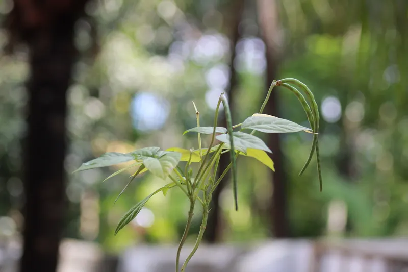 Bush bean plant showing leaves and pods.