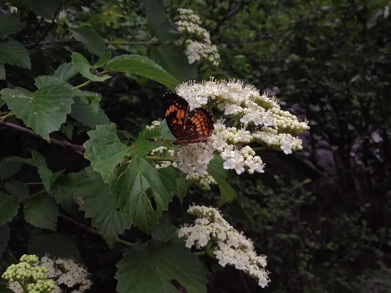 Viburnum branch showing leaves, flowers, and fruit where visible.