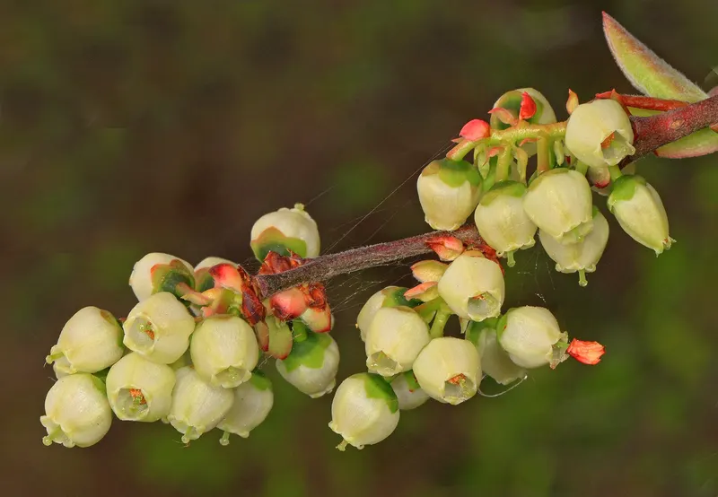 Rabbiteye blueberry cluster on a leafy stem.