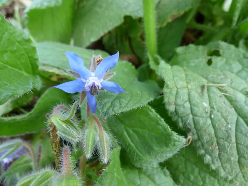 Borage plant showing bristly leaves, stems, and blue flowers.