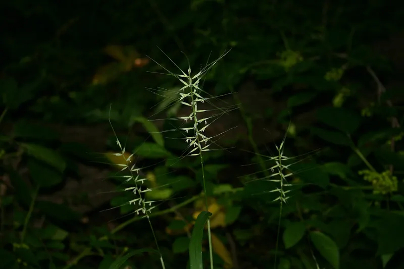 Bottlebrush grass seed heads rising above narrow leaves.