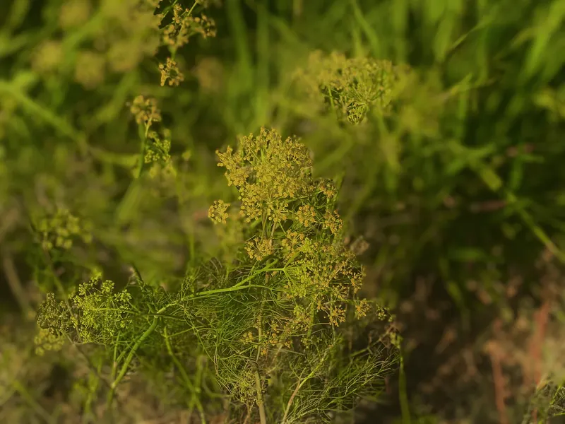 Dill plant with feathery foliage and umbrella-shaped flower clusters.