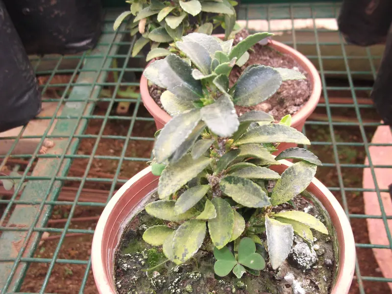 Boxwood shrub showing dense evergreen leaves and clipped shrub habit.