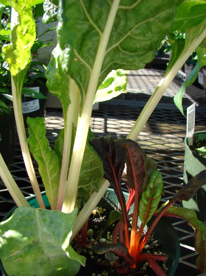 Swiss chard plant showing colorful stems and broad leaves.