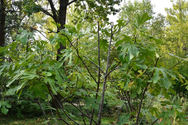 Fig branch showing broad leaves and fruit.
