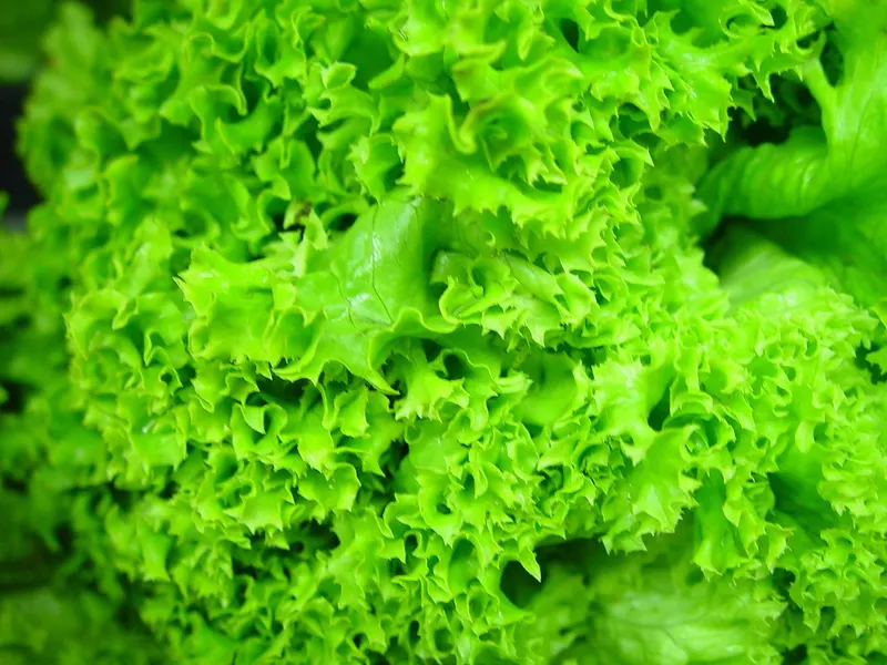 Leaf lettuce rosette growing in the garden.