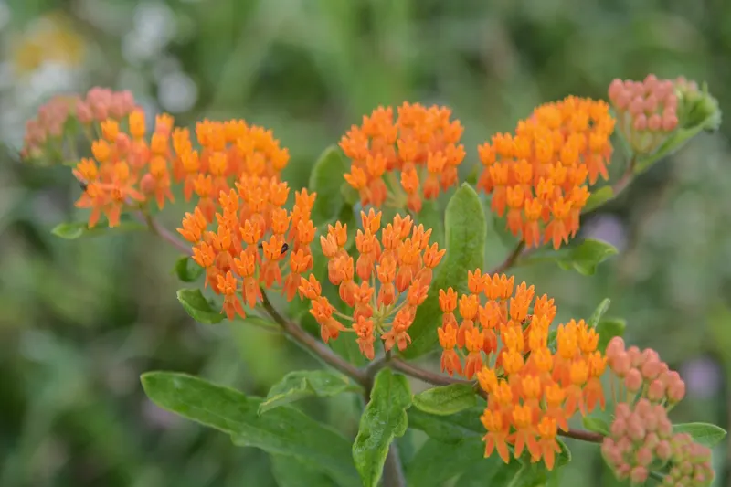 Butterfly weed with orange flower clusters and green leaves.