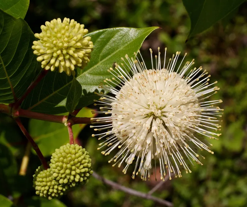 Buttonbush showing leafy stems and round white flower heads.