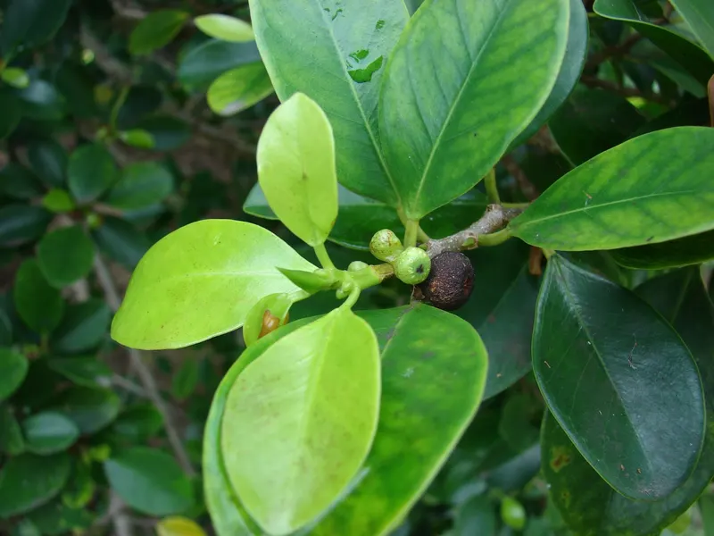 Calamondin citrus showing evergreen leaves and small orange fruit.