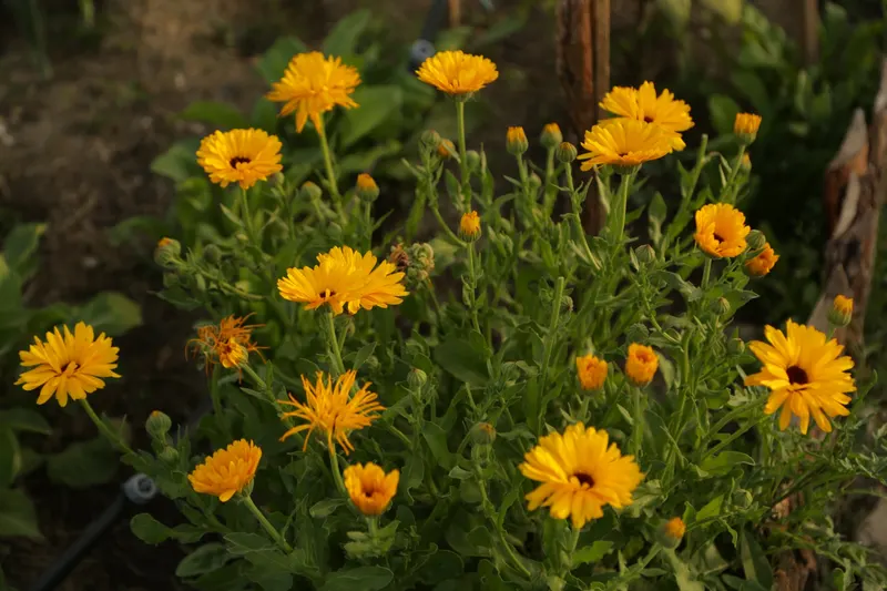Calendula plant showing leafy stems and orange or yellow flowers.