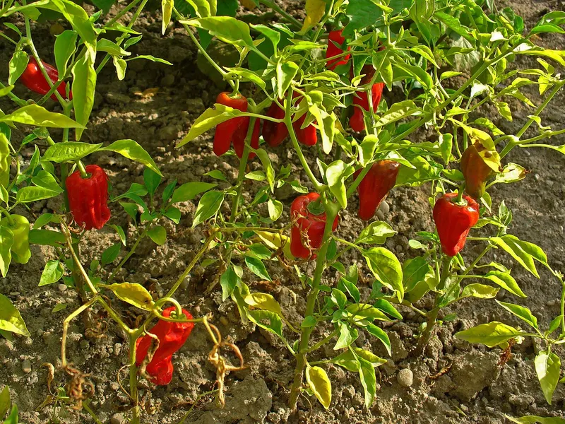 Pepper plant showing leaves and green peppers.
