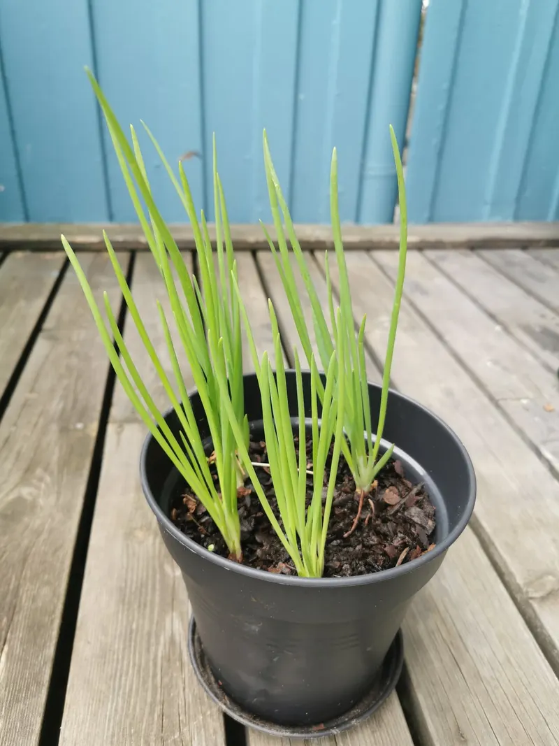 Allium leaves and bulbs in garden growth.