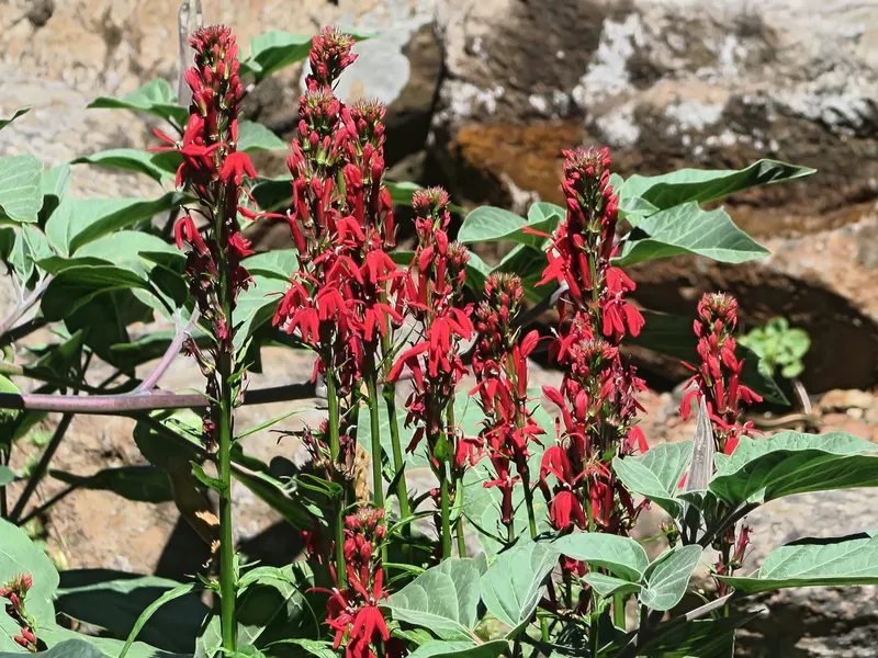 Cardinal flower showing upright leafy stems and red flower spikes.