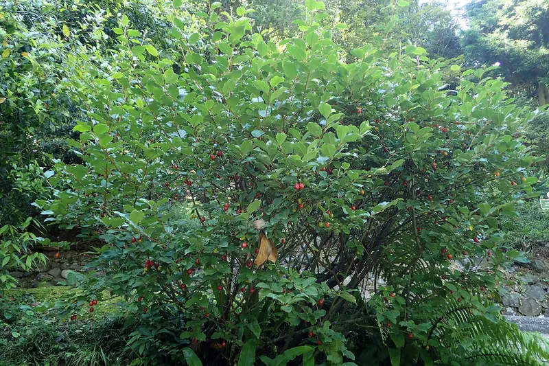Goumi shrub showing leaves and red fruit.
