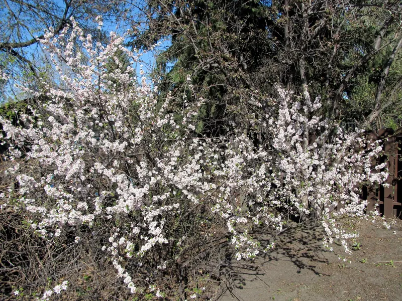 Nanking cherry shrub showing leafy branches and red cherry-like fruit.