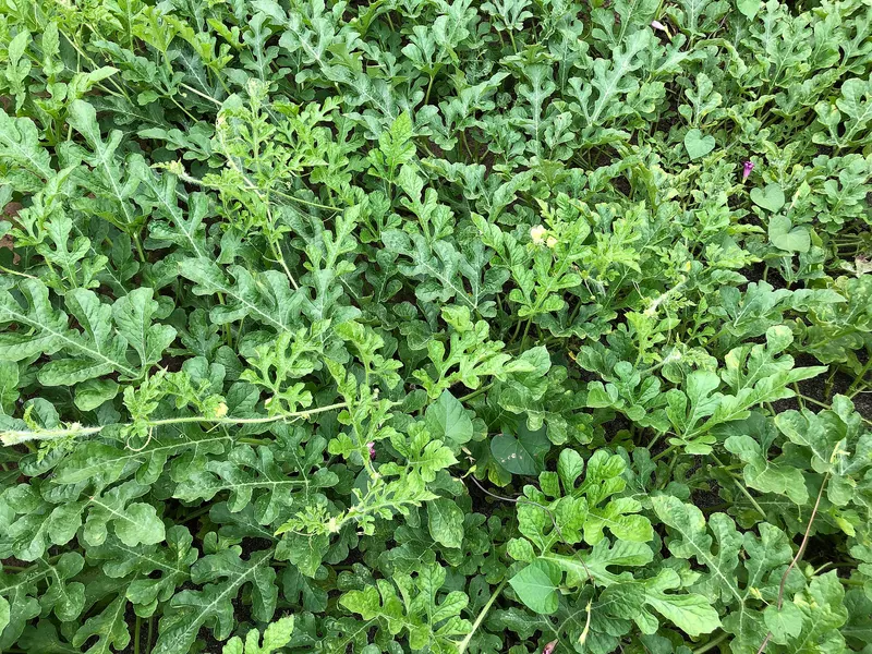 Watermelon vine showing lobed leaves and fruit.