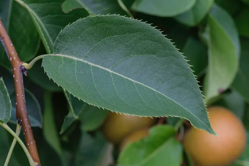 Che fruit tree showing leafy branches and red fruit where visible.