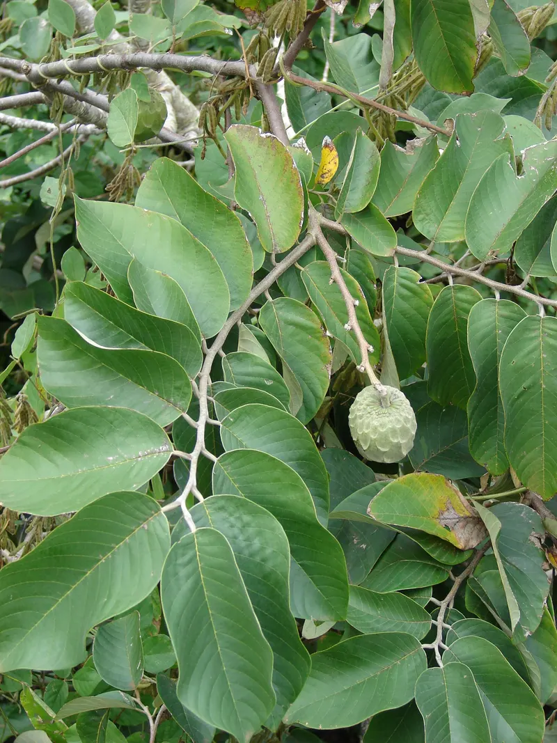 Cherimoya branch showing broad leaves, woody stems, and developing fruit.