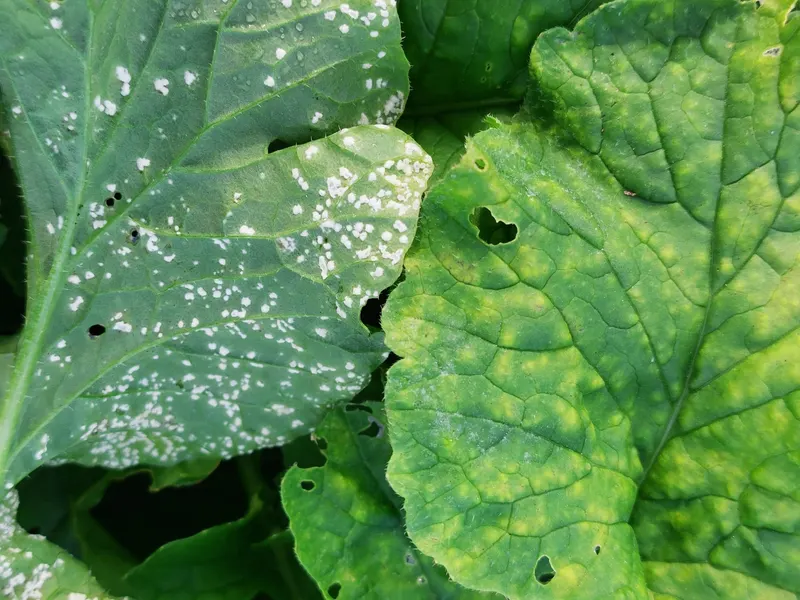 Radish plant showing leafy tops and edible roots.