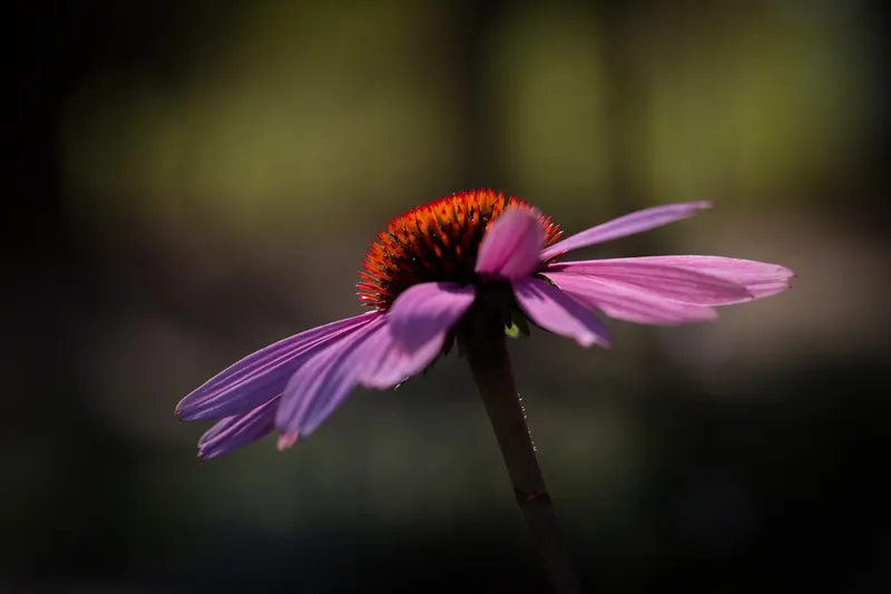 Purple coneflower blooming above leafy stems.