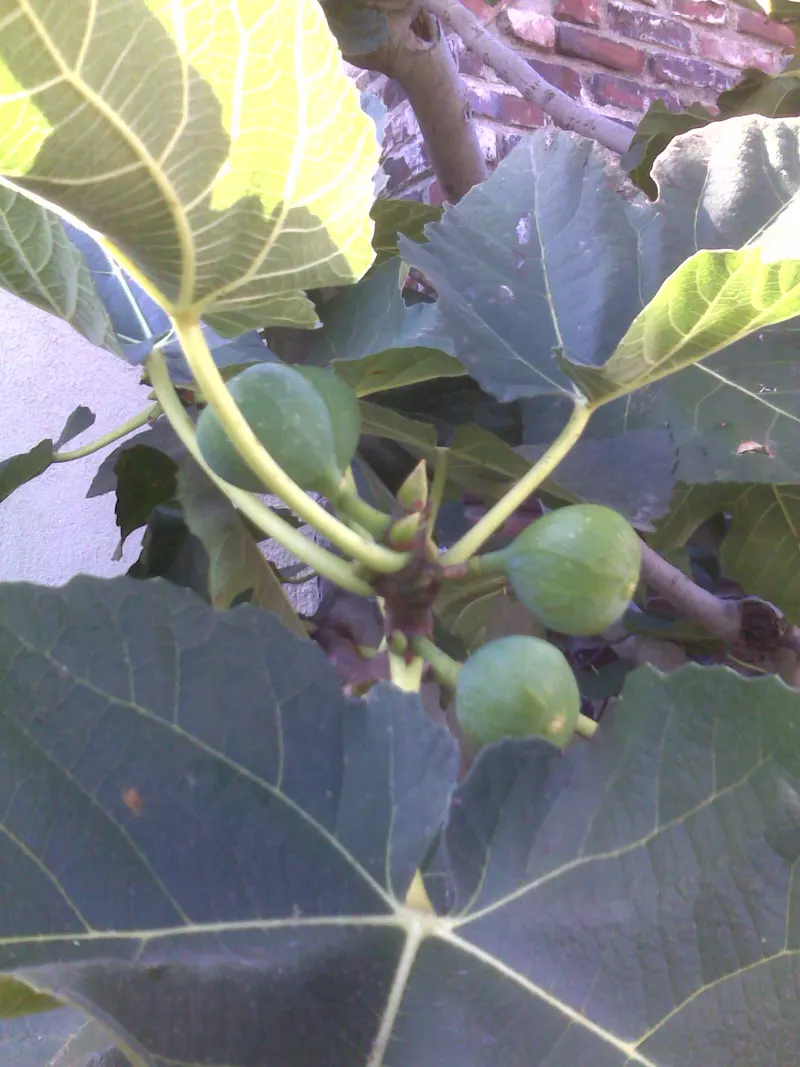 Fig branch with broad leaves and green figs.