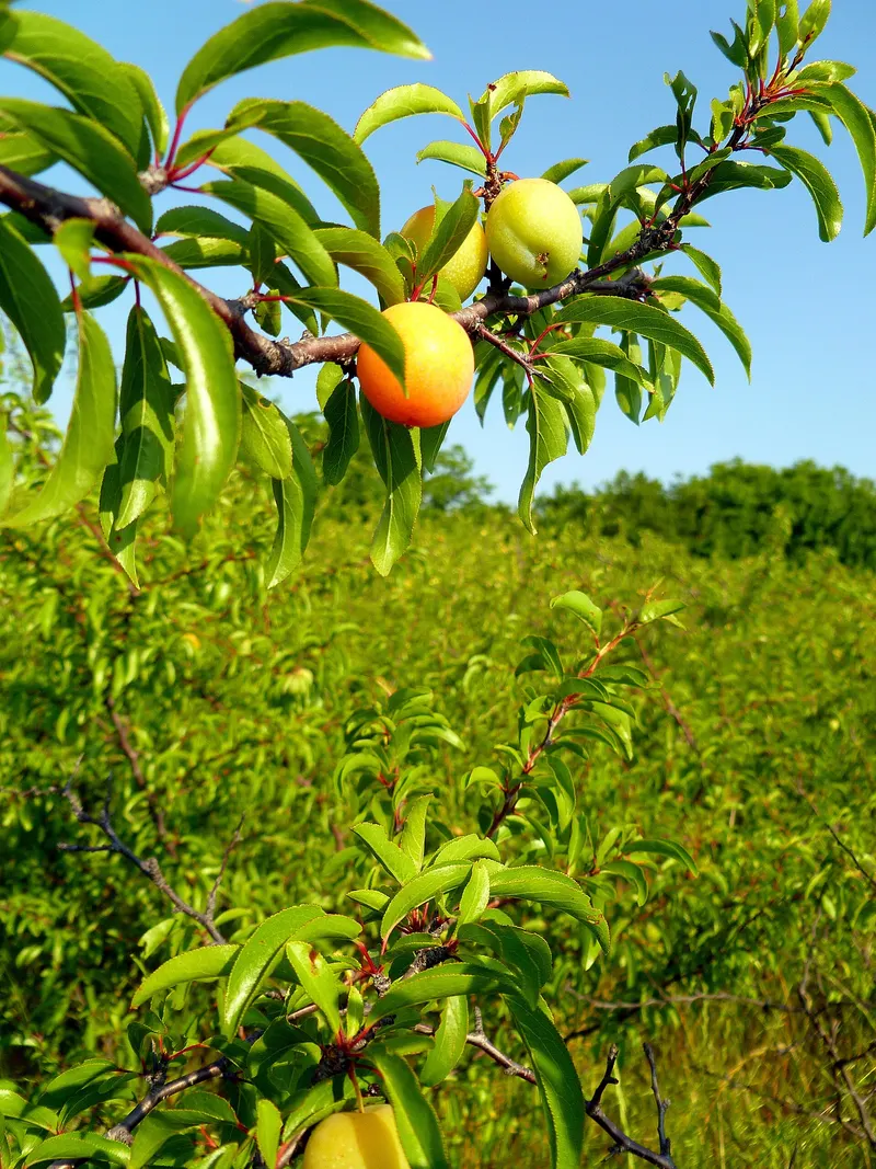 Ripening Chickasaw plum fruit on leafy branches.