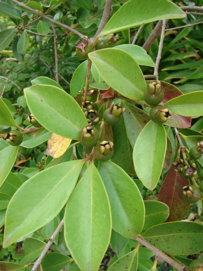 Strawberry guava showing evergreen leaves and round fruit.