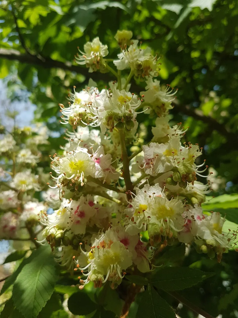 Chestnut tree showing long leaves and burrs.