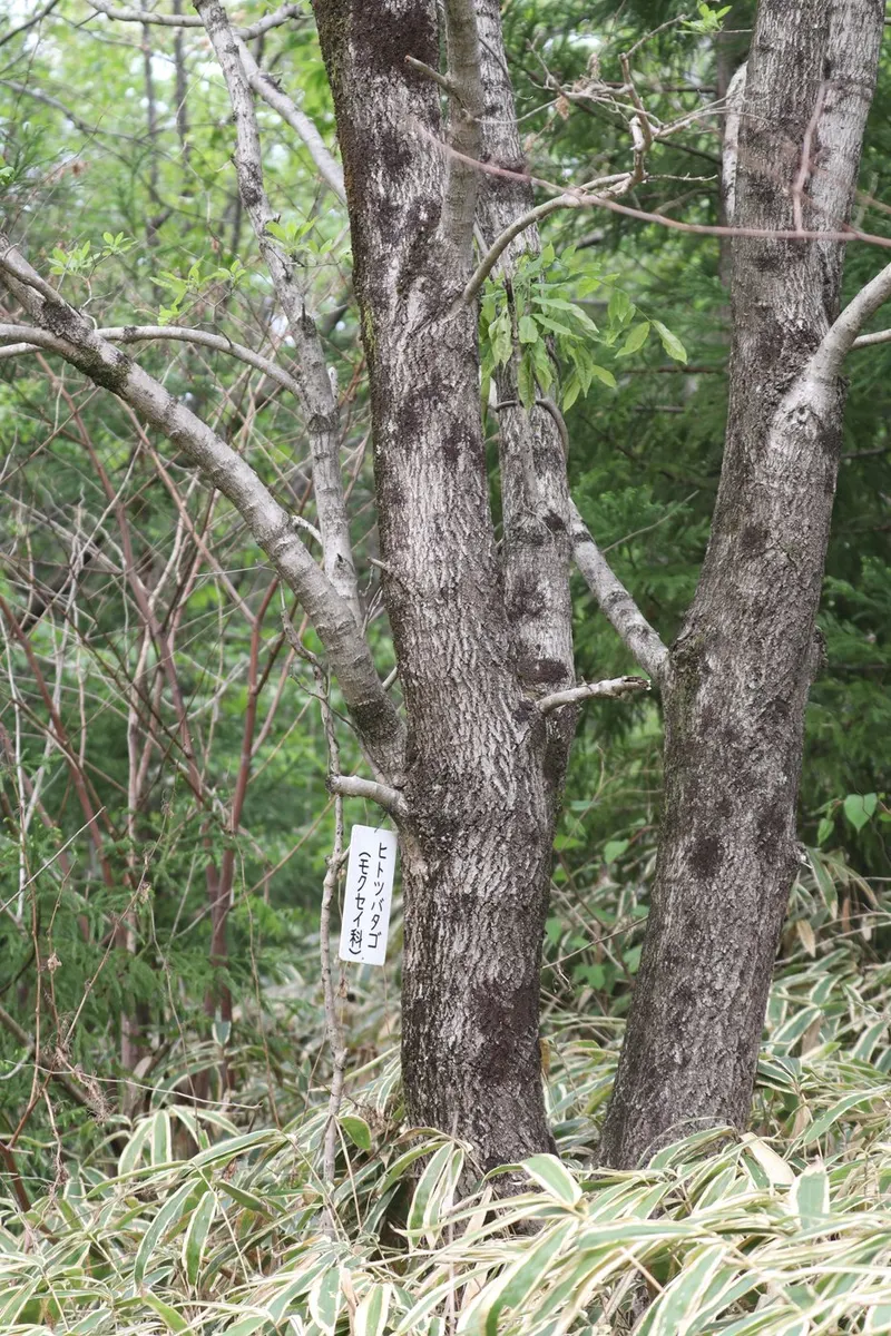 Chinese fringe tree tree showing foliage and plant structure.