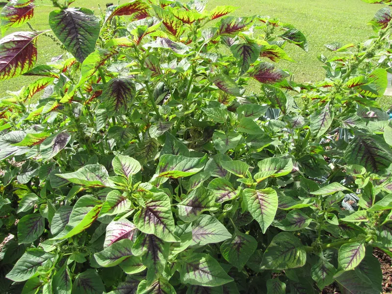 Chinese multicolor spinach plant showing foliage and plant structure.