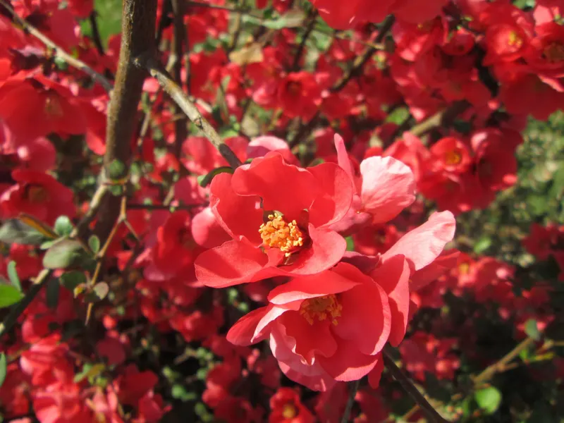 Chinese quince tree showing foliage and plant structure.