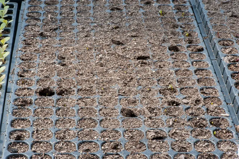 Beet plant showing leafy tops and roots where visible.