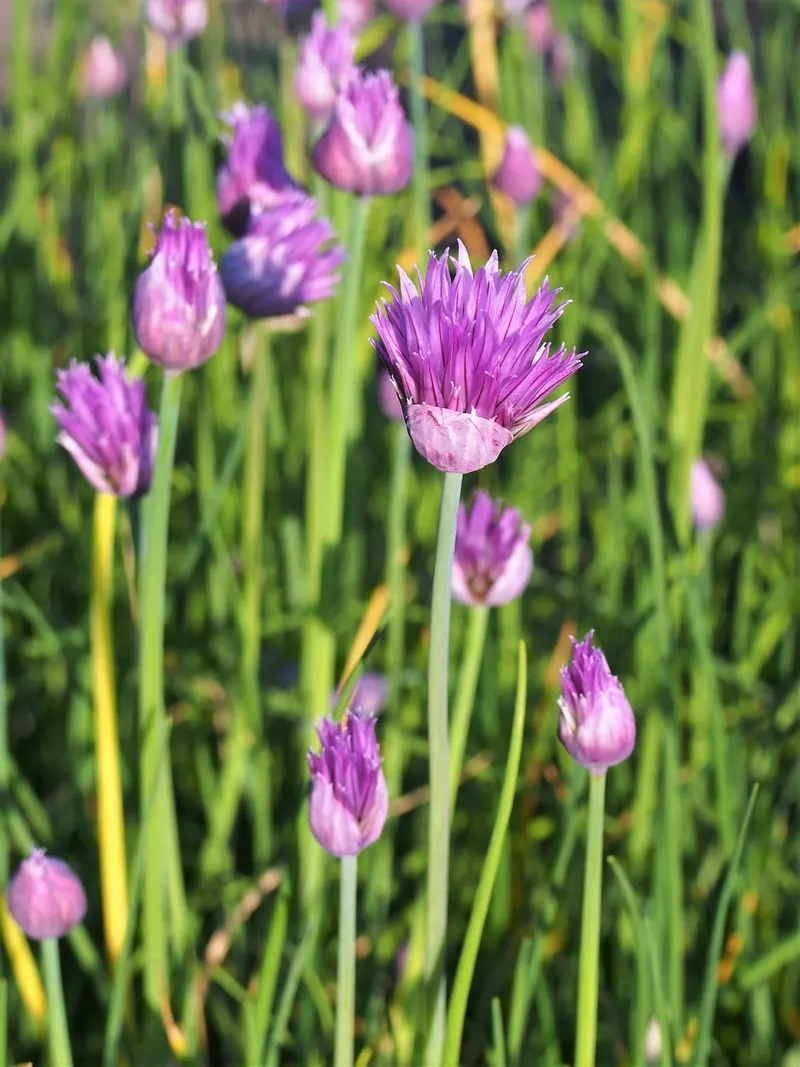 Chives plant showing hollow leaves and purple flowers.