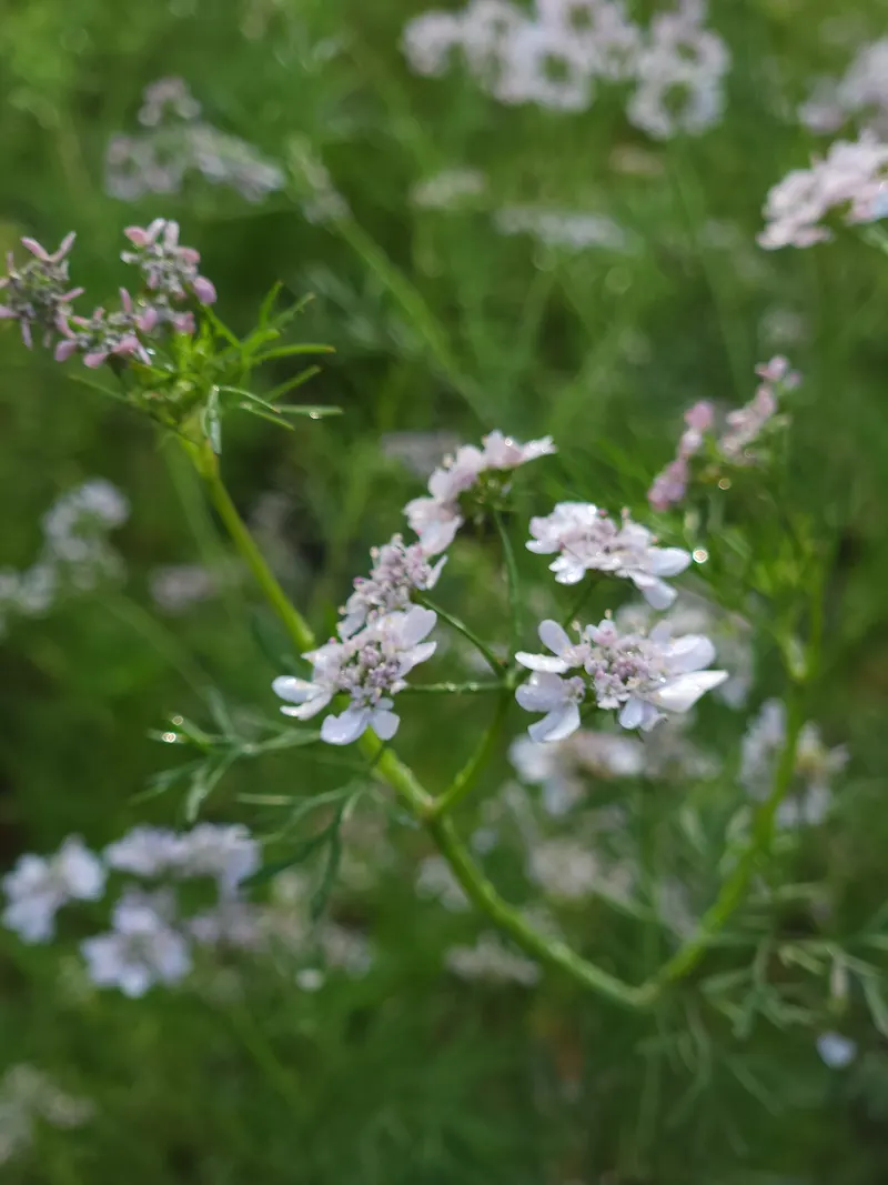 Cilantro plant showing leafy stems and flowers where visible.