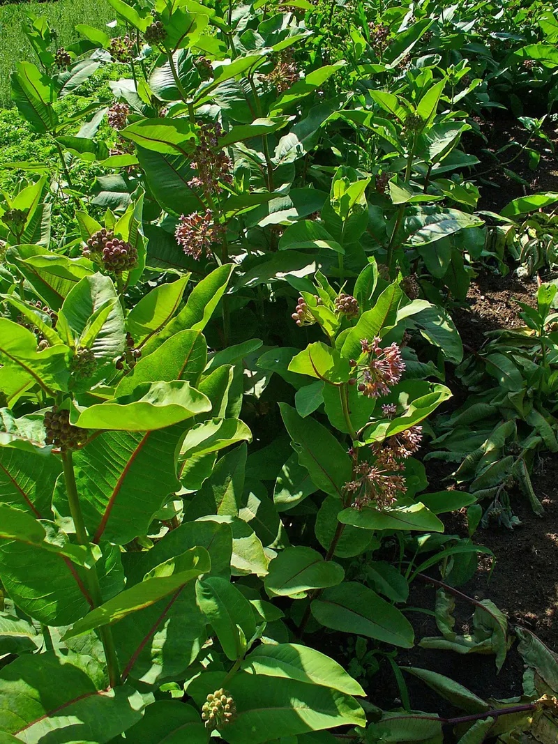 Common milkweed plants with broad leaves and flower clusters.