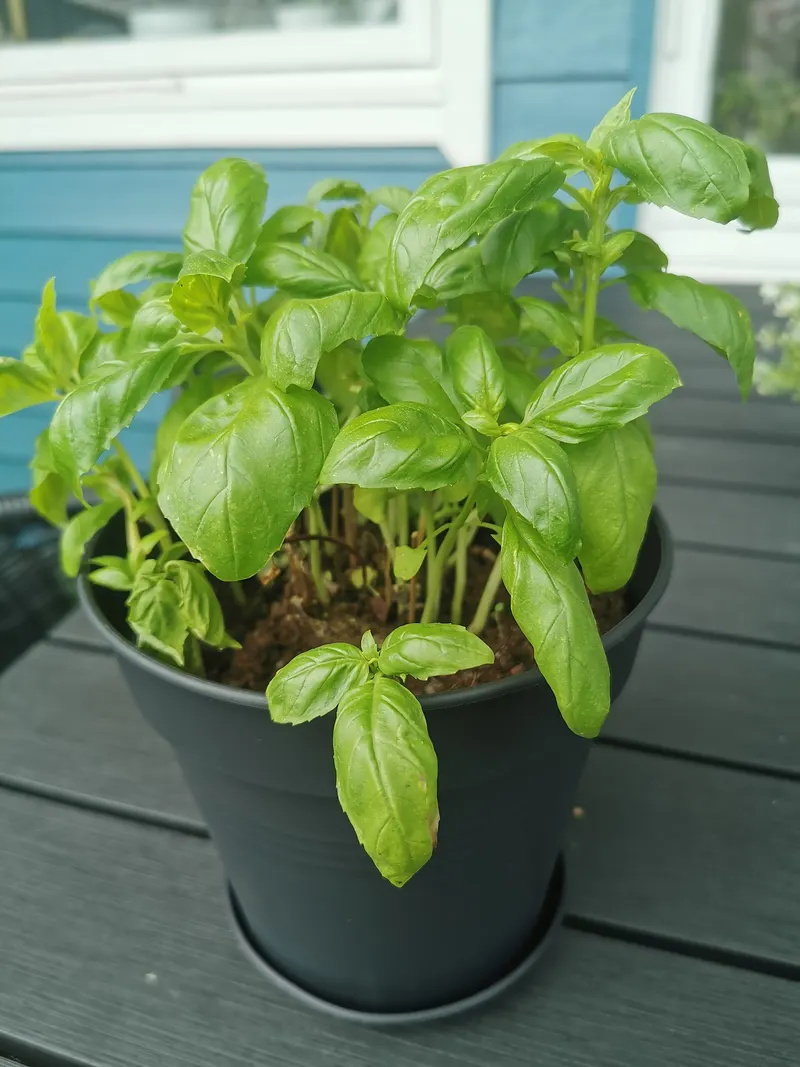 Basil stems and leaves in container growth.