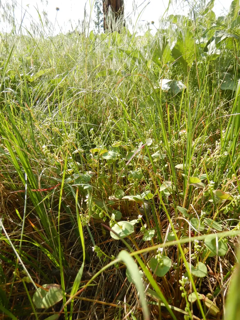 Miner's lettuce showing round leaves and low leafy growth.