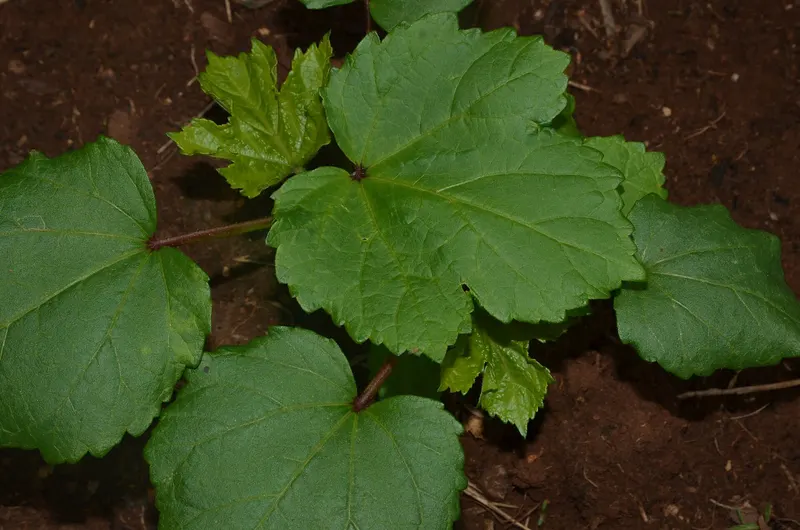 Okra plant with broad green leaves growing in garden soil.