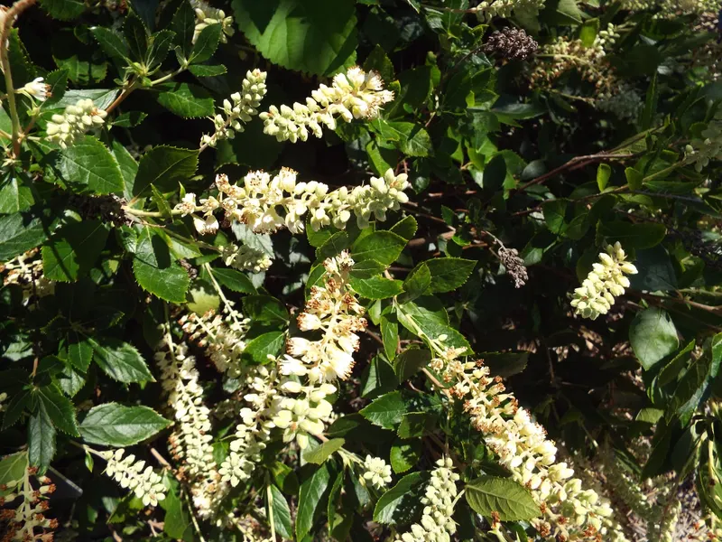 Summersweet shrub showing leafy stems and fragrant flower spikes.