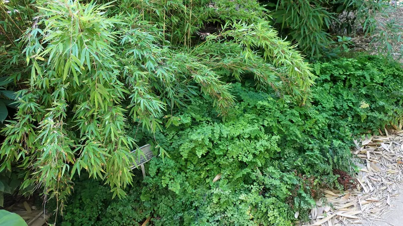 Clumping bamboo showing upright canes and fine evergreen leaves.