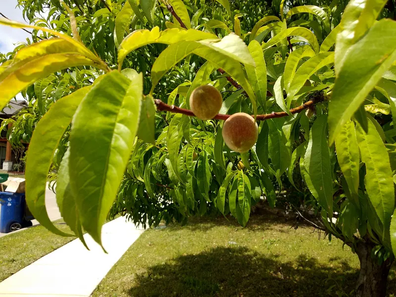Peach tree branch with leaves and developing peaches.