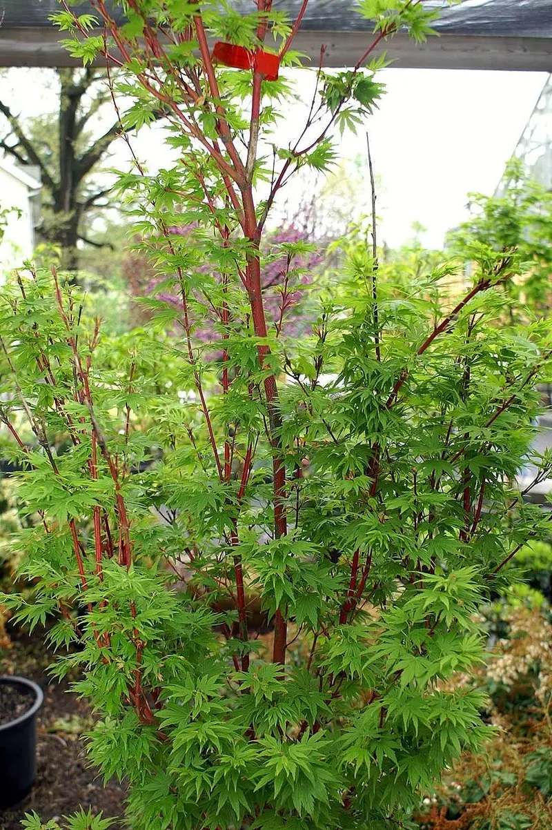Coral Bark Japanese maple tree showing foliage and plant structure.