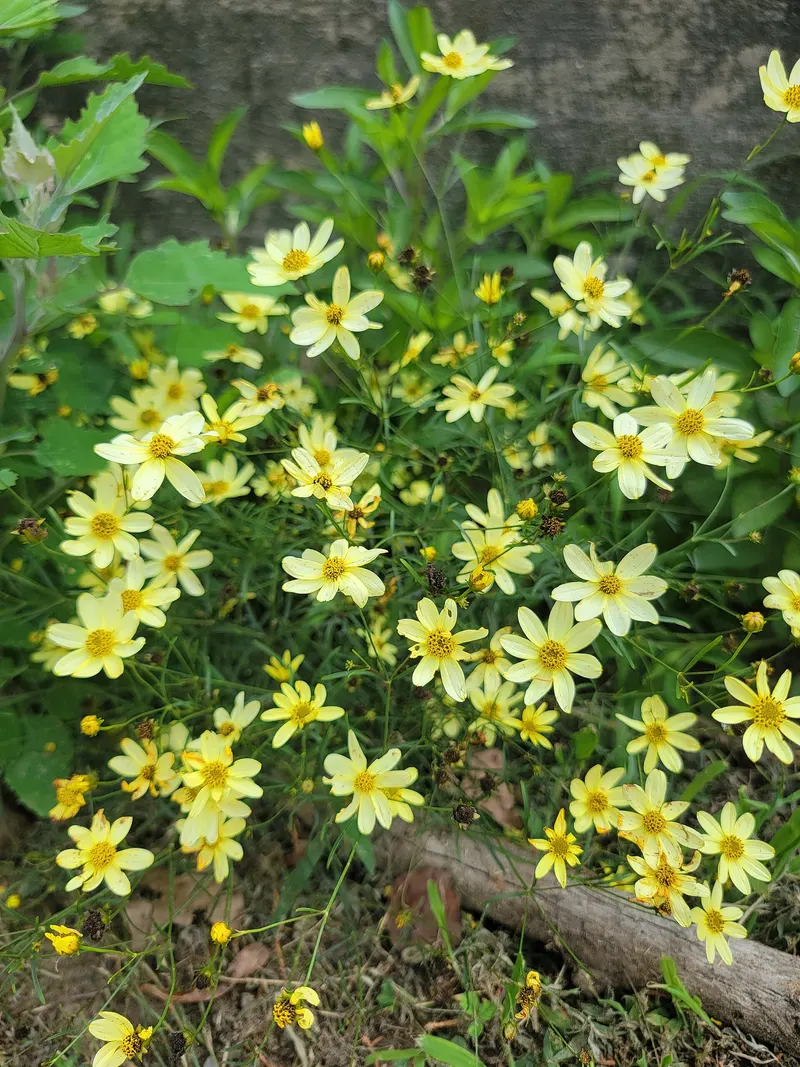 Coreopsis plant showing yellow flowers and leafy stems.
