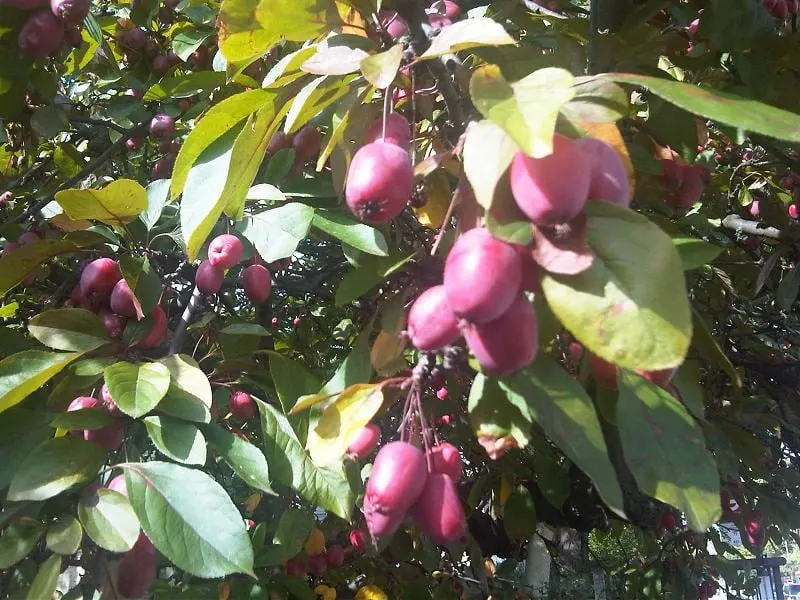 Cornelian cherry dogwood showing woody branches, leaves, and red fruit where visible.