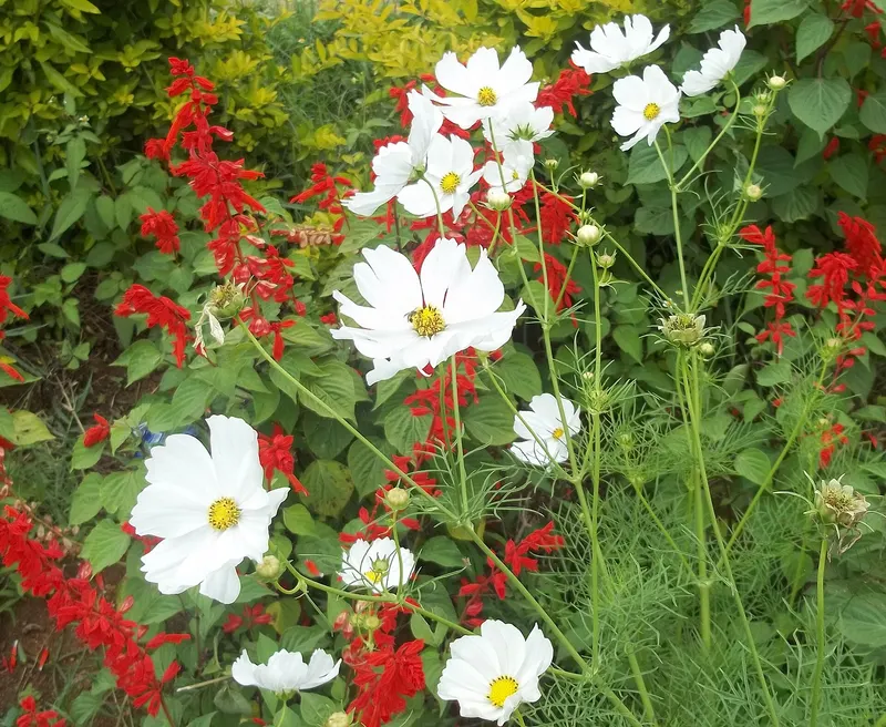 Cosmos plant showing airy leaves and flowers.