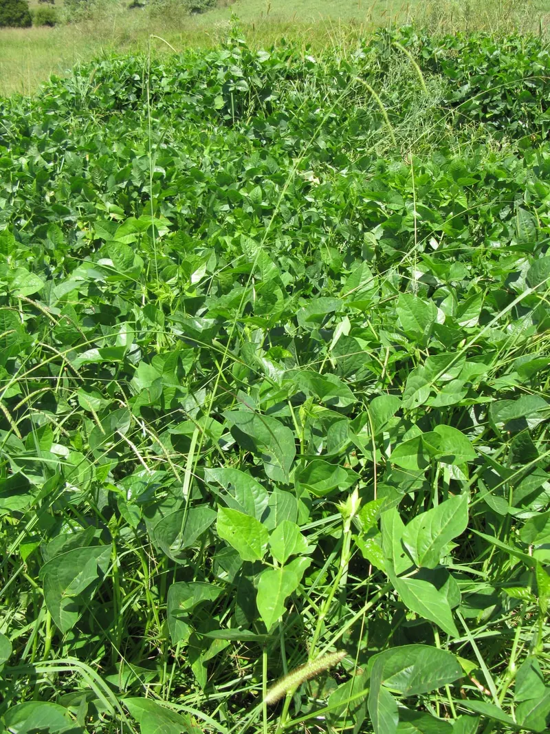 Cowpea plant showing compound leaves and bean pods.