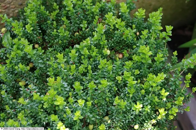 Cranberry plant showing low evergreen stems, leaves, and berries.