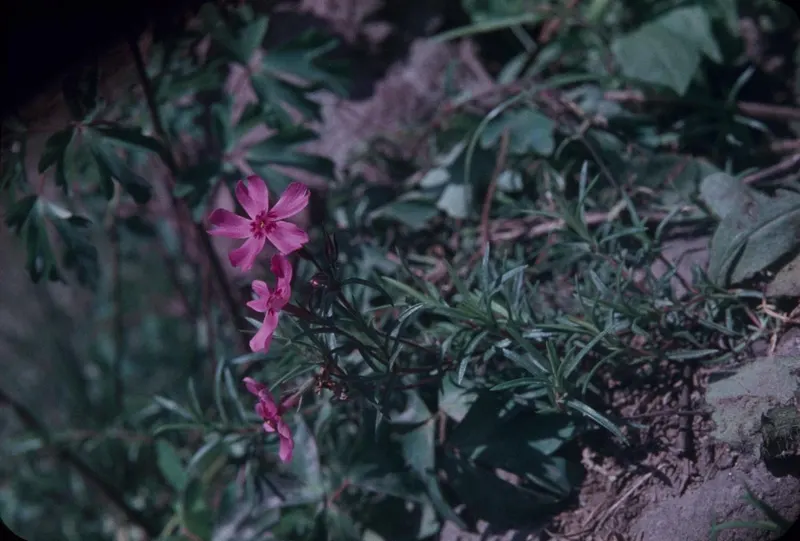 Creeping phlox showing low mat-forming foliage and flowers.