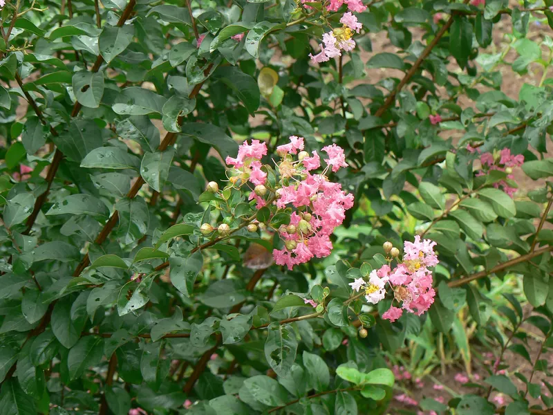 Crape myrtle tree showing branching habit, leaves, and flowers.