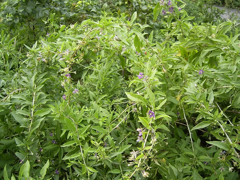Goji berry shrub showing leaves and red fruit.